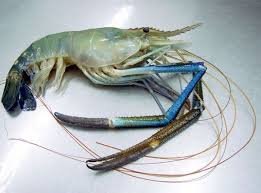 Scampi (Fresh Water)